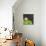 Water Lily Flowers II-Laura DeNardo-Mounted Photographic Print displayed on a wall