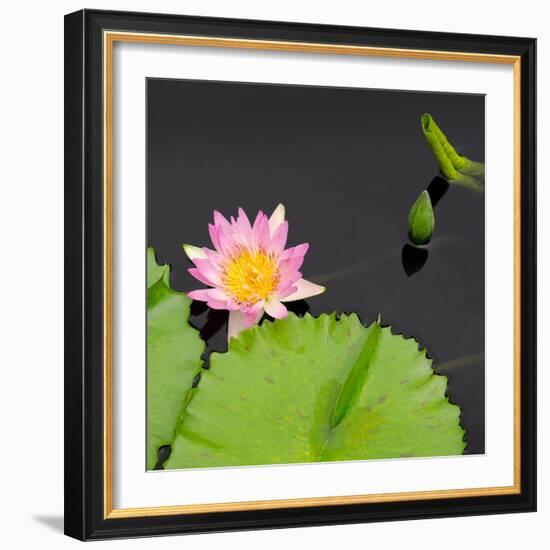 Water Lily Flowers II-Laura DeNardo-Framed Photographic Print