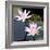 Water Lily Flowers III-Laura DeNardo-Framed Photographic Print