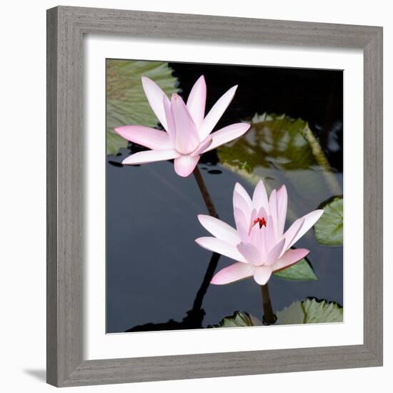 Water Lily Flowers III-Laura DeNardo-Framed Photographic Print