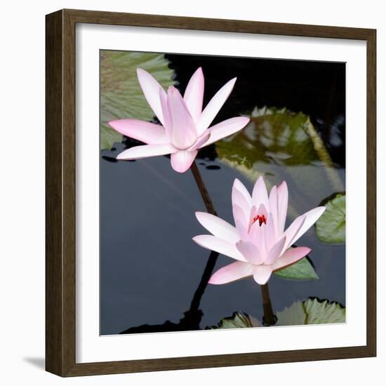 Water Lily Flowers III-Laura DeNardo-Framed Photographic Print