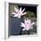 Water Lily Flowers III-Laura DeNardo-Framed Photographic Print