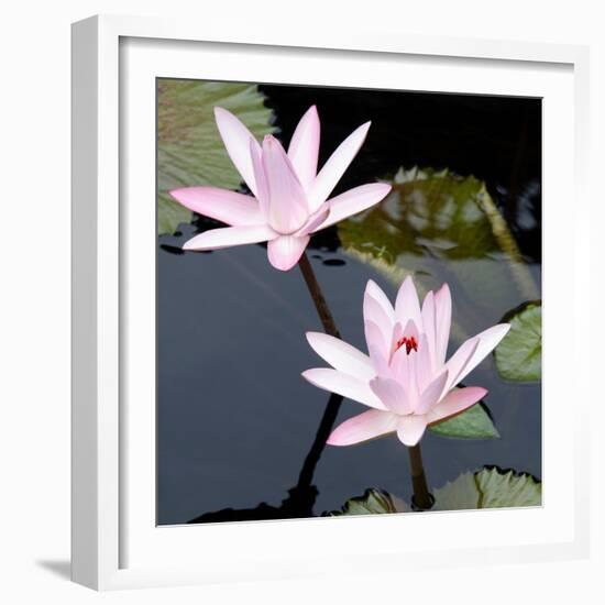 Water Lily Flowers III-Laura DeNardo-Framed Photographic Print