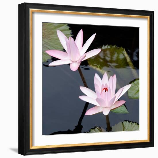 Water Lily Flowers III-Laura DeNardo-Framed Photographic Print