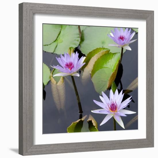 Water Lily Flowers IV-Laura DeNardo-Framed Photographic Print