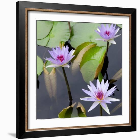 Water Lily Flowers IV-Laura DeNardo-Framed Photographic Print