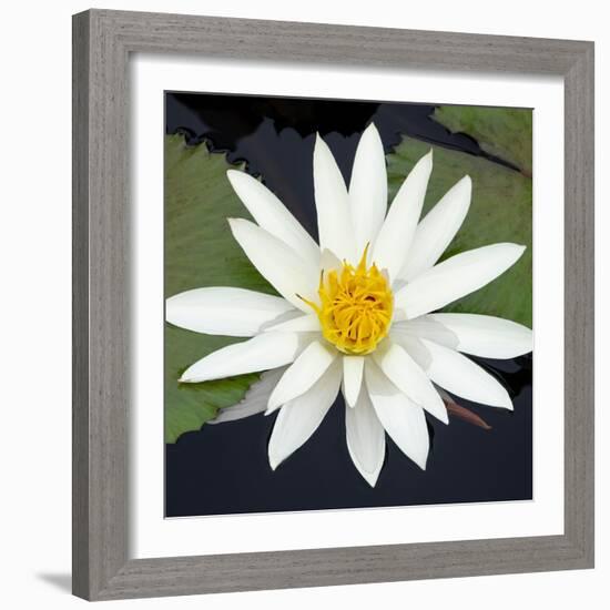 Water Lily Flowers V-Laura DeNardo-Framed Photographic Print