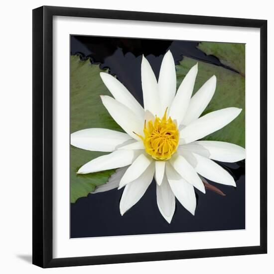 Water Lily Flowers V-Laura DeNardo-Framed Photographic Print