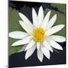 Water Lily Flowers V-Laura DeNardo-Mounted Photographic Print