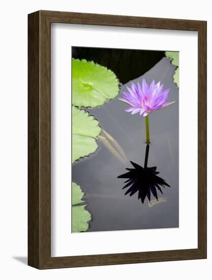Water Lily Flowers VI-Laura DeNardo-Framed Photographic Print