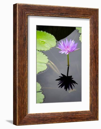 Water Lily Flowers VI-Laura DeNardo-Framed Photographic Print