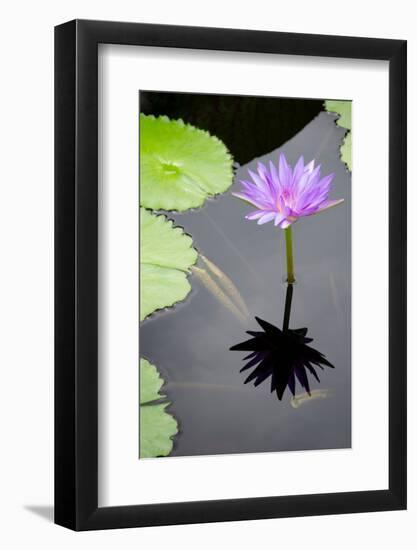 Water Lily Flowers VI-Laura DeNardo-Framed Photographic Print