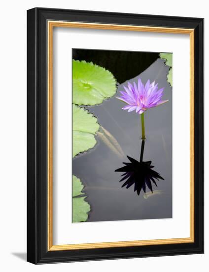 Water Lily Flowers VI-Laura DeNardo-Framed Photographic Print