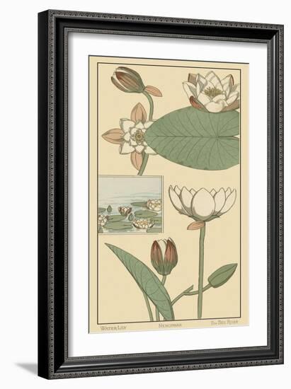 Water Lily I-M. P. Verneuil-Framed Art Print