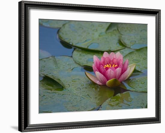 Water Lily in the Japanese Gardens, Washington Arboretum, Seattle, Washington, USA-Darrell Gulin-Framed Photographic Print