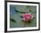 Water Lily in the Japanese Gardens, Washington Arboretum, Seattle, Washington, USA-Darrell Gulin-Framed Photographic Print