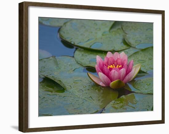 Water Lily in the Japanese Gardens, Washington Arboretum, Seattle, Washington, USA-Darrell Gulin-Framed Photographic Print