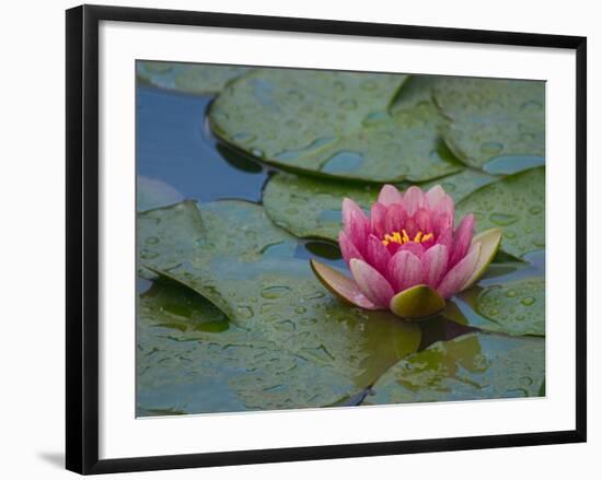 Water Lily in the Japanese Gardens, Washington Arboretum, Seattle, Washington, USA-Darrell Gulin-Framed Photographic Print