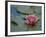 Water Lily in the Japanese Gardens, Washington Arboretum, Seattle, Washington, USA-Darrell Gulin-Framed Photographic Print