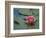 Water Lily in the Japanese Gardens, Washington Arboretum, Seattle, Washington, USA-Darrell Gulin-Framed Photographic Print