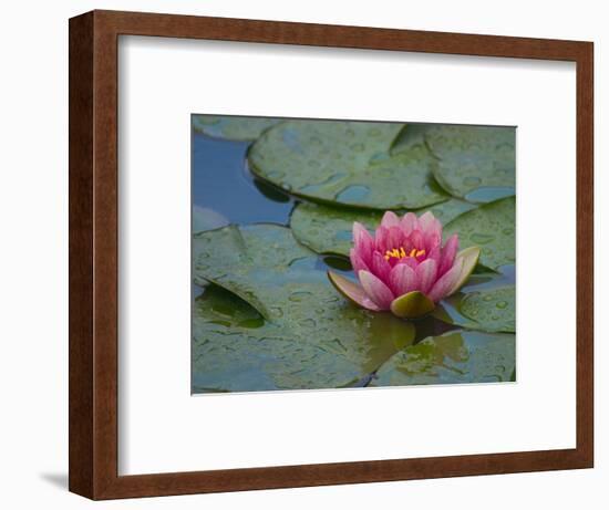 Water Lily in the Japanese Gardens, Washington Arboretum, Seattle, Washington, USA-Darrell Gulin-Framed Photographic Print