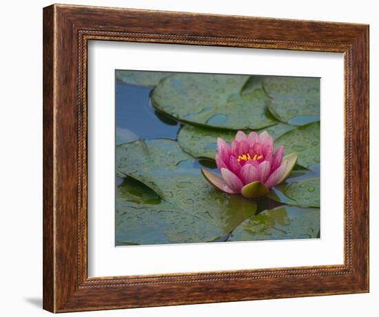 Water Lily in the Japanese Gardens, Washington Arboretum, Seattle, Washington, USA-Darrell Gulin-Framed Photographic Print