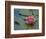 Water Lily in the Japanese Gardens, Washington Arboretum, Seattle, Washington, USA-Darrell Gulin-Framed Photographic Print