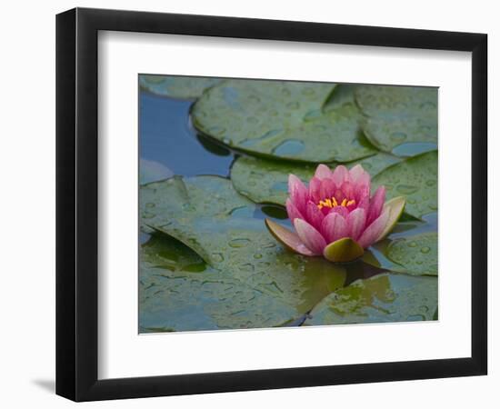 Water Lily in the Japanese Gardens, Washington Arboretum, Seattle, Washington, USA-Darrell Gulin-Framed Photographic Print