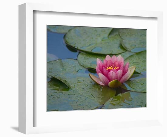 Water Lily in the Japanese Gardens, Washington Arboretum, Seattle, Washington, USA-Darrell Gulin-Framed Photographic Print