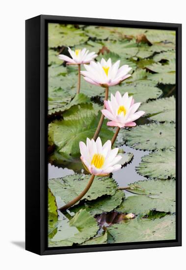 Water Lily (Lotus) and Leaf in Pond-chomnancoffee-Framed Premier Image Canvas