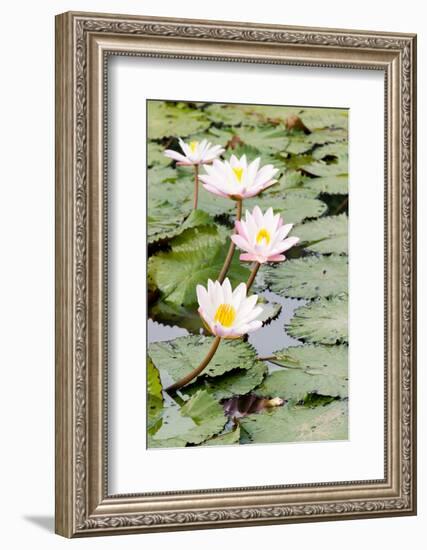 Water Lily (Lotus) and Leaf in Pond-chomnancoffee-Framed Photographic Print