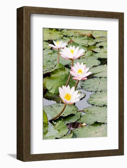 Water Lily (Lotus) and Leaf in Pond-chomnancoffee-Framed Photographic Print