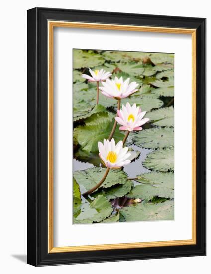 Water Lily (Lotus) and Leaf in Pond-chomnancoffee-Framed Photographic Print