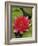 Water lily near Victoria, British Columbia-Stuart Westmorland-Framed Photographic Print