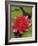 Water lily near Victoria, British Columbia-Stuart Westmorland-Framed Photographic Print