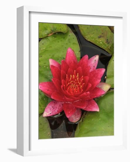 Water lily near Victoria, British Columbia-Stuart Westmorland-Framed Photographic Print