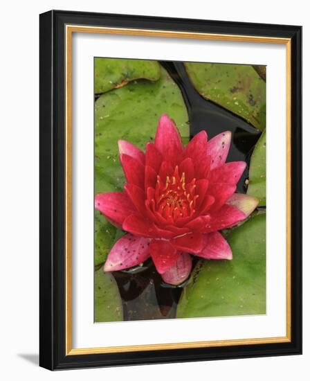 Water lily near Victoria, British Columbia-Stuart Westmorland-Framed Photographic Print