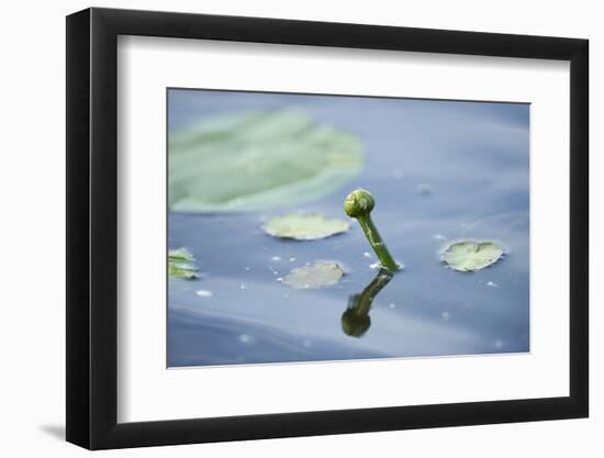 Water lily, Nymphaea 'Attraction', bud-David & Micha Sheldon-Framed Photographic Print