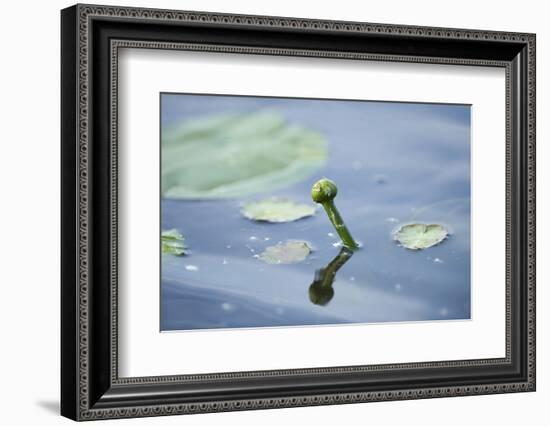 Water lily, Nymphaea 'Attraction', bud-David & Micha Sheldon-Framed Photographic Print