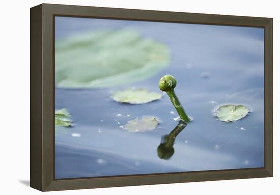 Water lily, Nymphaea 'Attraction', bud-David & Micha Sheldon-Framed Premier Image Canvas