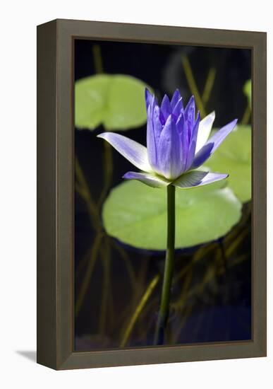 Water Lily (Nymphaea Sp.)-Lawrence Lawry-Framed Premier Image Canvas