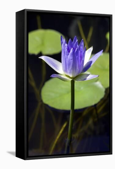 Water Lily (Nymphaea Sp.)-Lawrence Lawry-Framed Premier Image Canvas