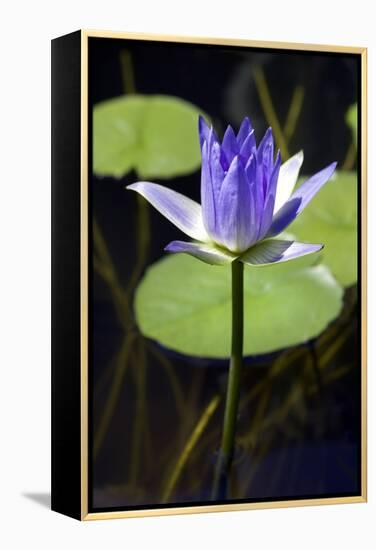 Water Lily (Nymphaea Sp.)-Lawrence Lawry-Framed Premier Image Canvas