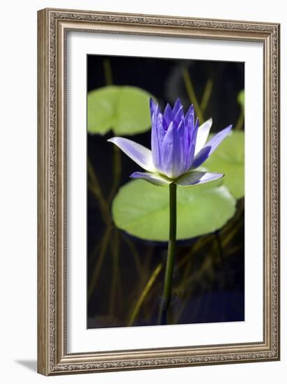 Water Lily (Nymphaea Sp.)-Lawrence Lawry-Framed Photographic Print