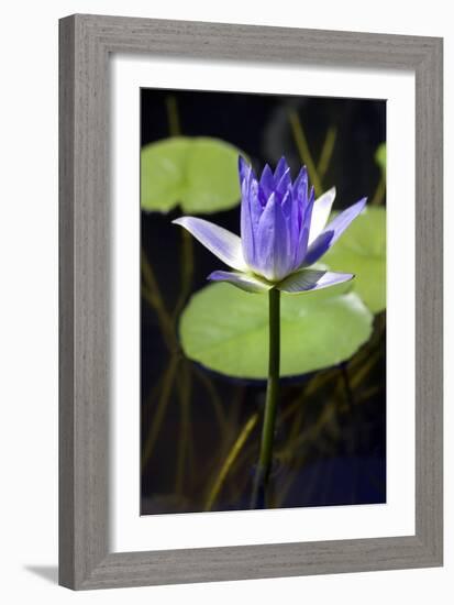 Water Lily (Nymphaea Sp.)-Lawrence Lawry-Framed Photographic Print