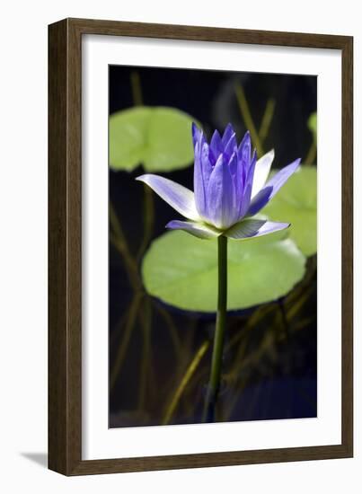 Water Lily (Nymphaea Sp.)-Lawrence Lawry-Framed Photographic Print