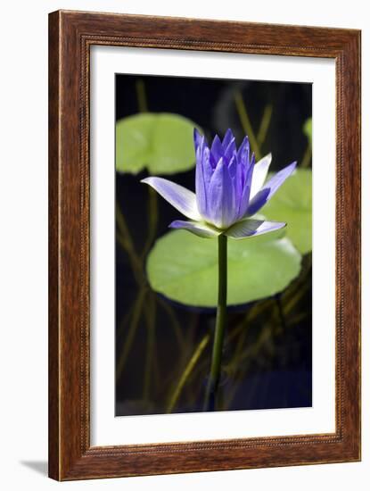 Water Lily (Nymphaea Sp.)-Lawrence Lawry-Framed Photographic Print