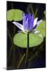 Water Lily (Nymphaea Sp.)-Lawrence Lawry-Mounted Photographic Print