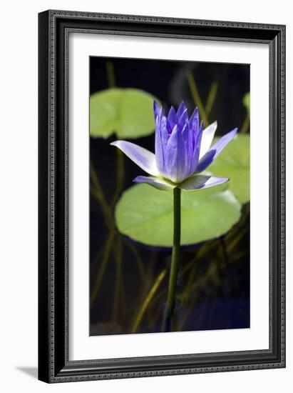 Water Lily (Nymphaea Sp.)-Lawrence Lawry-Framed Photographic Print