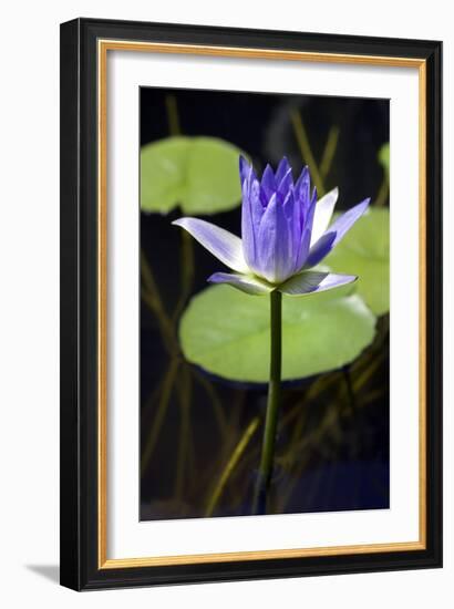 Water Lily (Nymphaea Sp.)-Lawrence Lawry-Framed Photographic Print